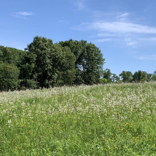 Scott's Prairie Wildflowers